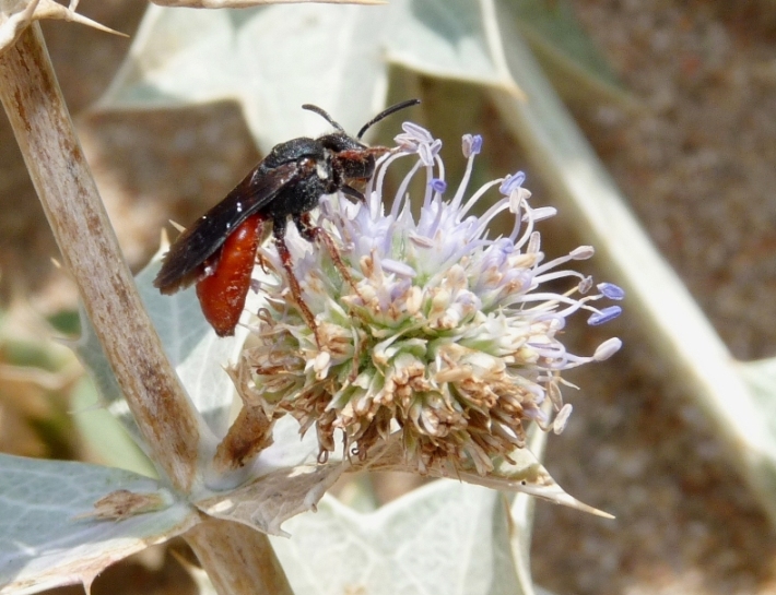 Sphecodes albilabris rubripes M e F (Apidae Halictinae)